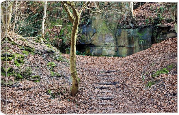 Woodland area Canvas Print by Maria Carter