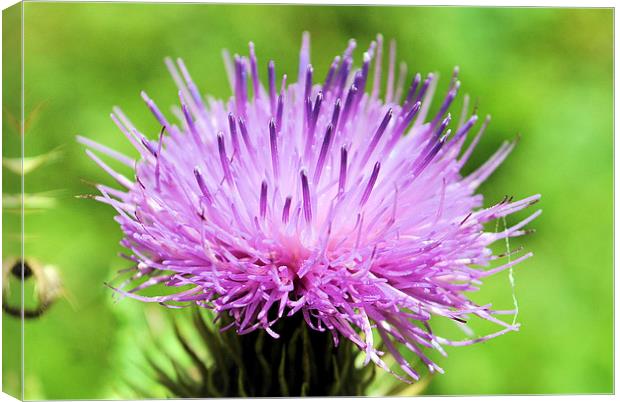 Thistle perfection Canvas Print by Maria Carter