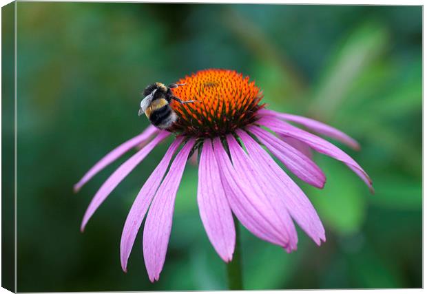 Bee pollen gathering Canvas Print by Maria Carter