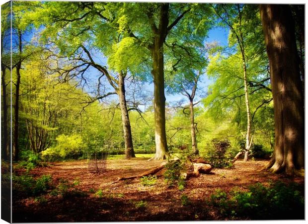 Woodland in Spring  Canvas Print by Victor Burnside