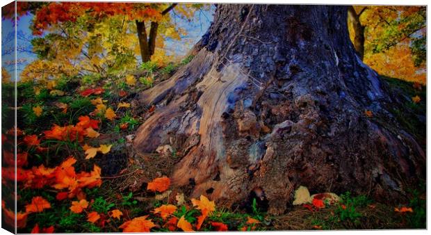 Autumn Colours Canvas Print by Victor Burnside
