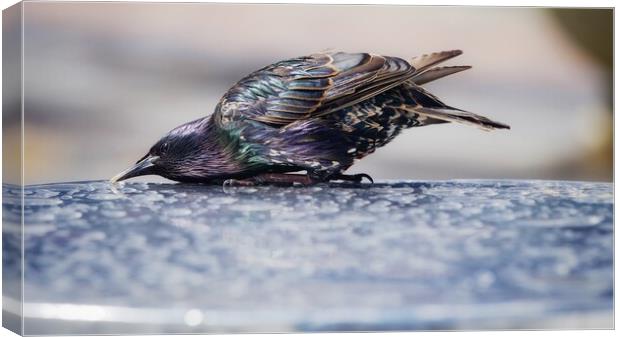 Starling Canvas Print by Victor Burnside