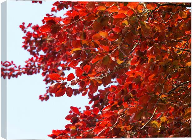 beech Canvas Print by Victor Burnside