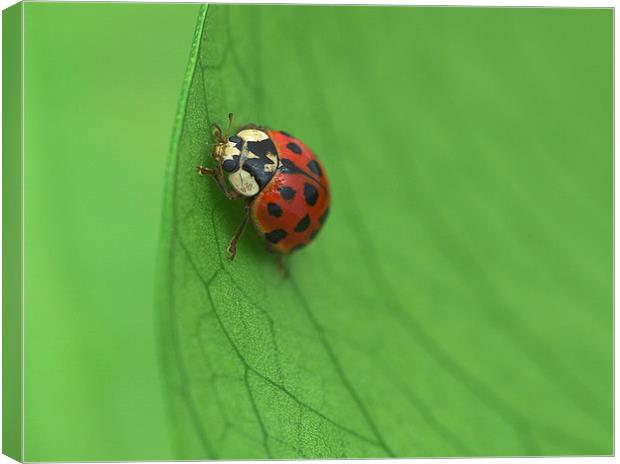 Ladybird Canvas Print by Victor Burnside