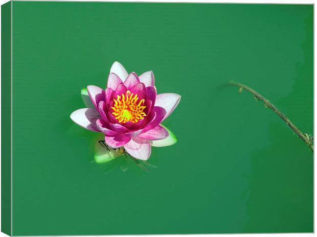 lotus Canvas Print by Victor Burnside