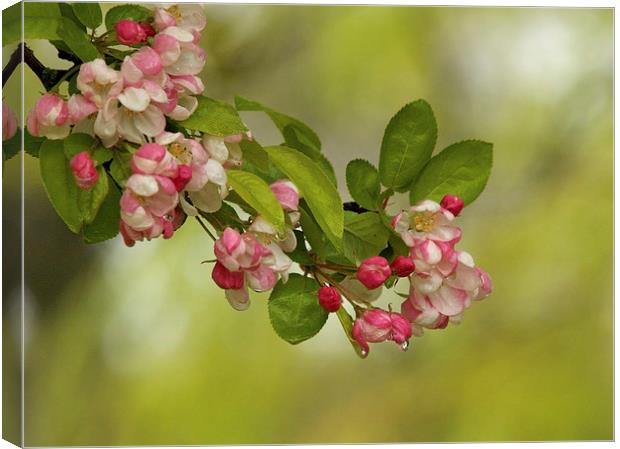 Blossom Canvas Print by Victor Burnside
