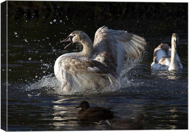 Signet Canvas Print by Victor Burnside