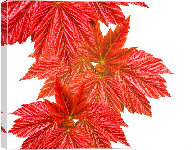 Red leaves Canvas Print by Victor Burnside