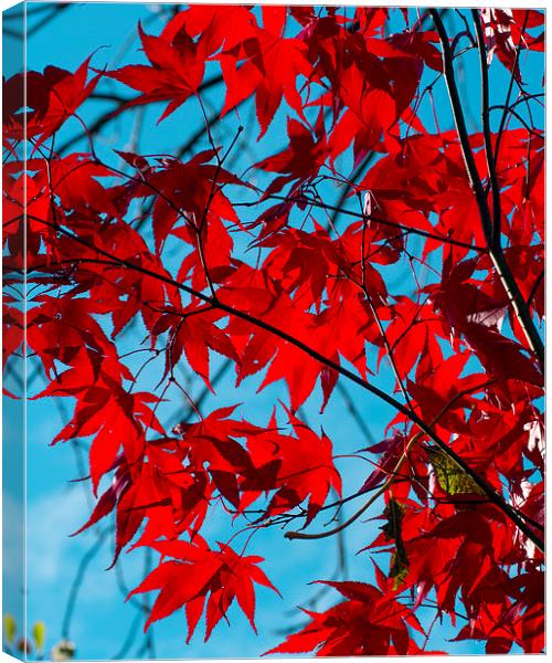 Maple Canvas Print by Victor Burnside