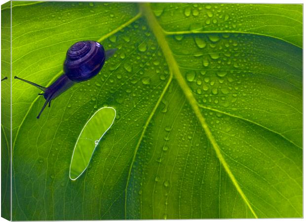 Snail Canvas Print by Victor Burnside