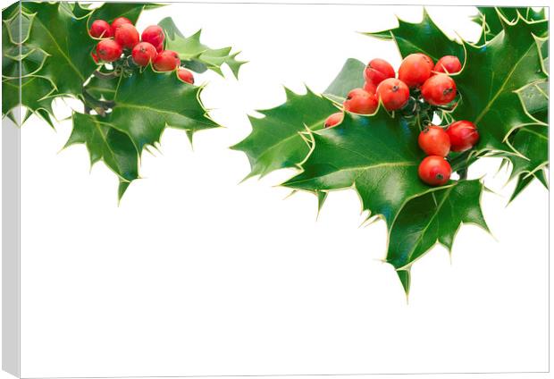 Holly Canvas Print by Victor Burnside