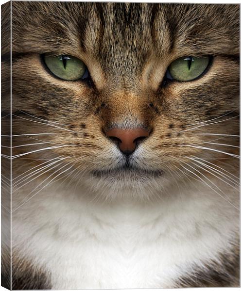 Cat Canvas Print by Victor Burnside
