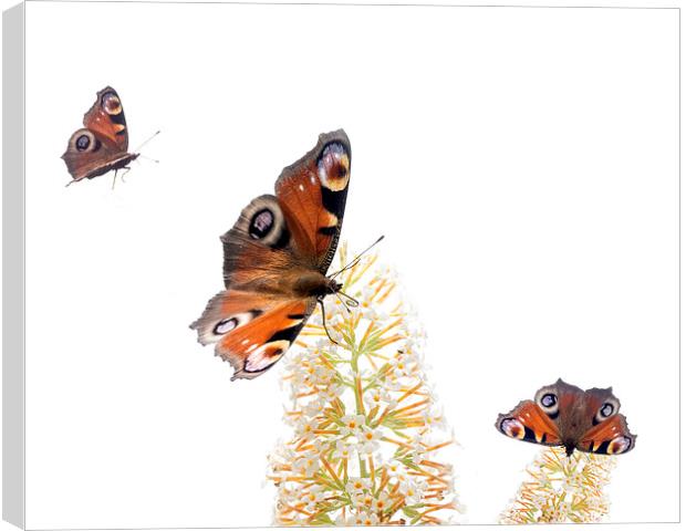 Butterflies Canvas Print by Victor Burnside