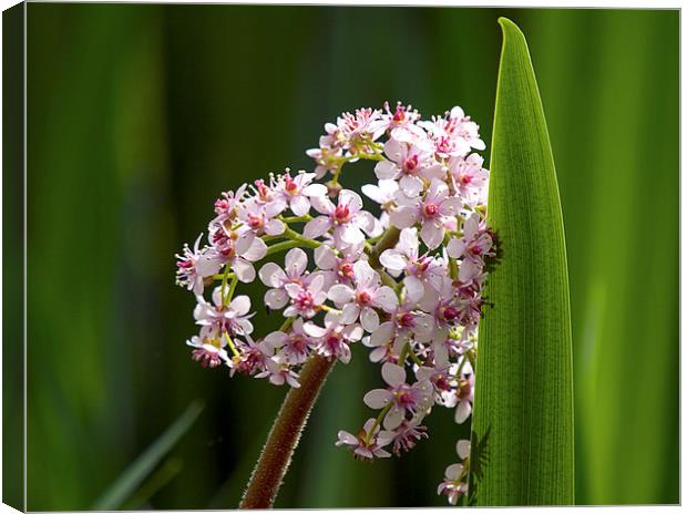 Marsh Valerian  Flower and Reed Canvas Print by Victor Burnside