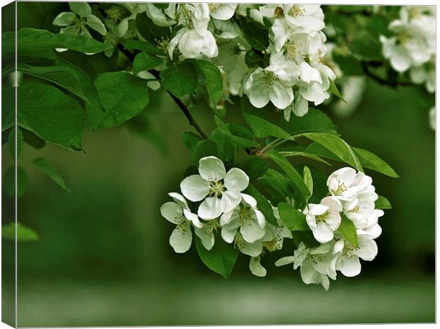 Apple Blossom Canvas Print by Victor Burnside