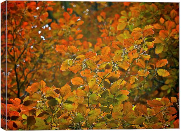 Beech Canvas Print by Victor Burnside