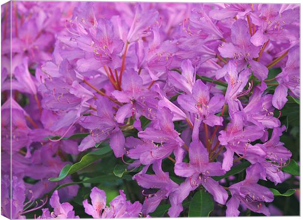 Rhododendron Canvas Print by Victor Burnside