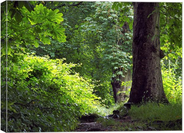 English Woodland Canvas Print by Victor Burnside