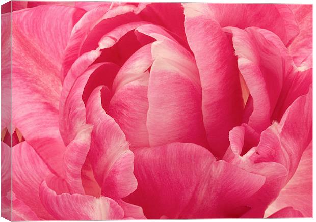 Rose Canvas Print by Victor Burnside