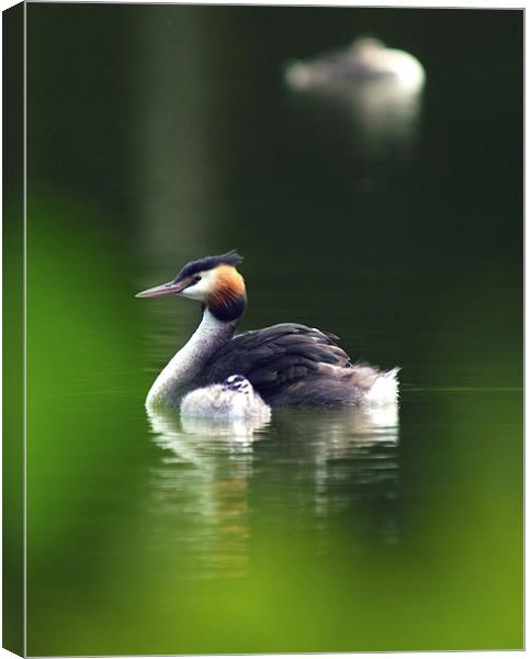 Grebes Canvas Print by Victor Burnside