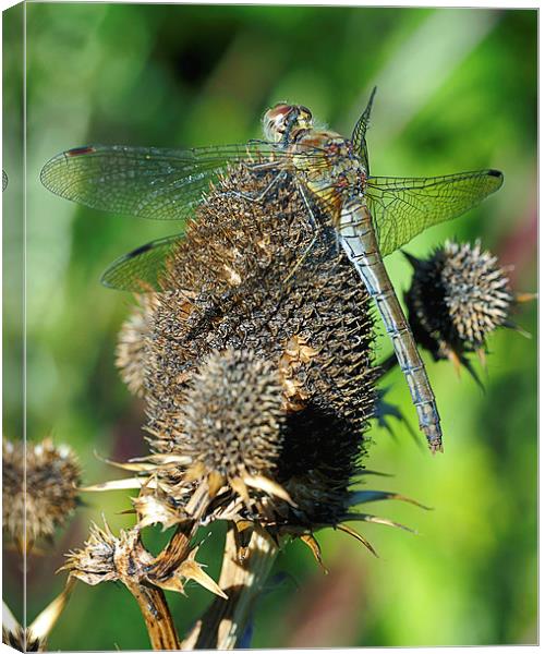 Dragonfly Canvas Print by Victor Burnside