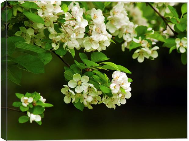 Blossom Canvas Print by Victor Burnside