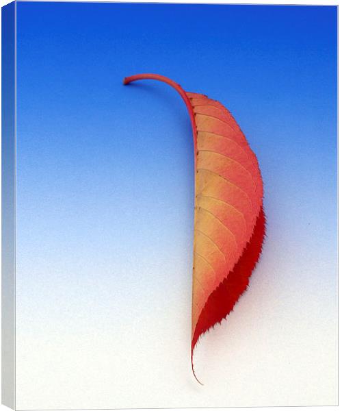 Leaf Canvas Print by Victor Burnside