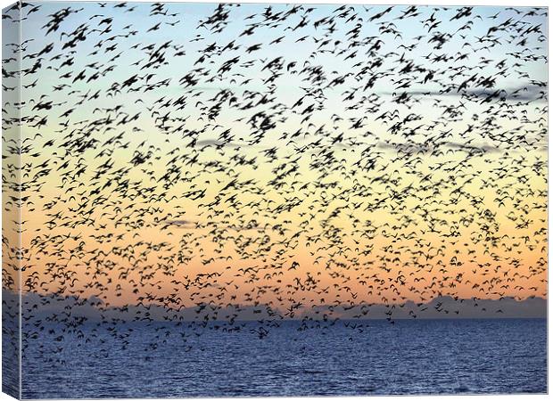 Murmuration Canvas Print by Victor Burnside