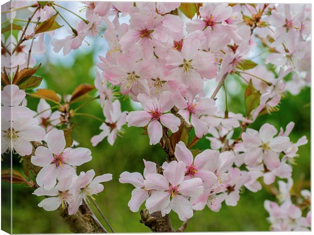 Blossom Canvas Print by Victor Burnside