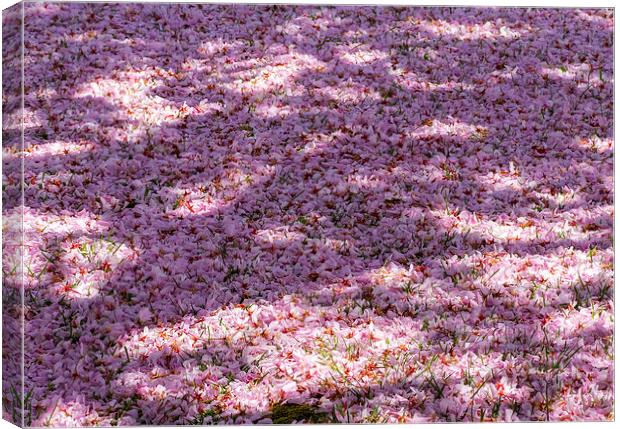 Cherry Blossom Canvas Print by Victor Burnside