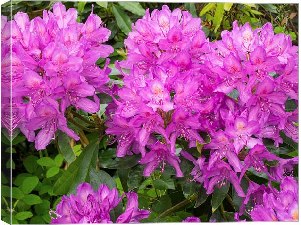 Rhododendron Canvas Print by Victor Burnside