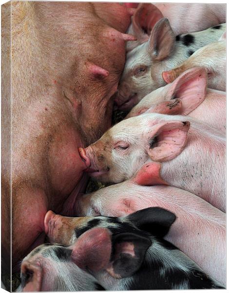 Piglets Canvas Print by Victor Burnside