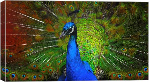 Peacock Canvas Print by Victor Burnside