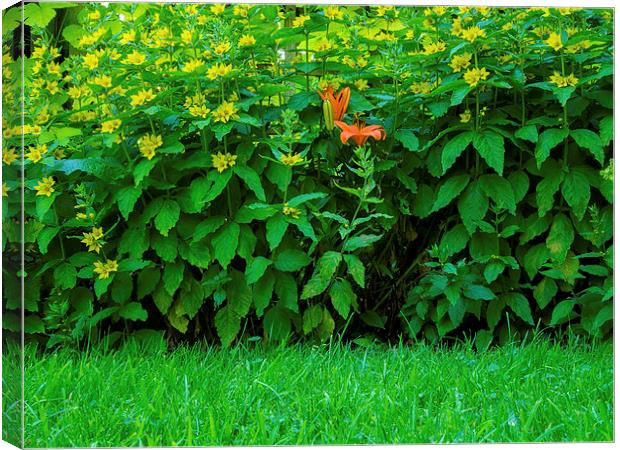 Loosestrife Canvas Print by Victor Burnside