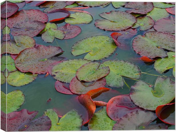 Lilly Canvas Print by Victor Burnside