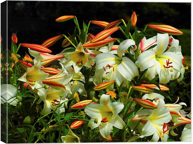 Lilies Canvas Print by Victor Burnside