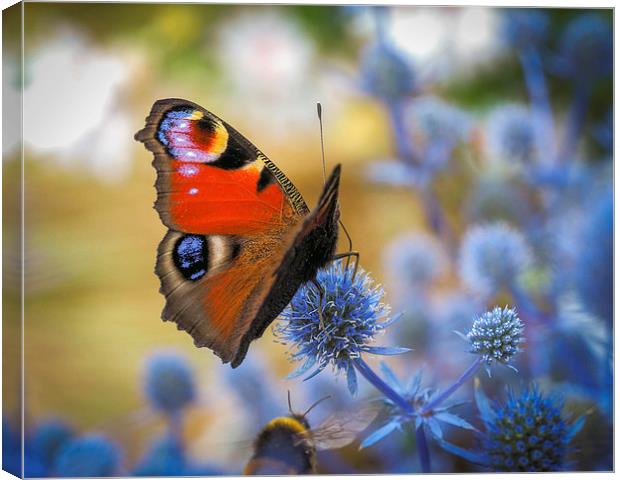 Peacock butterfly Canvas Print by Victor Burnside