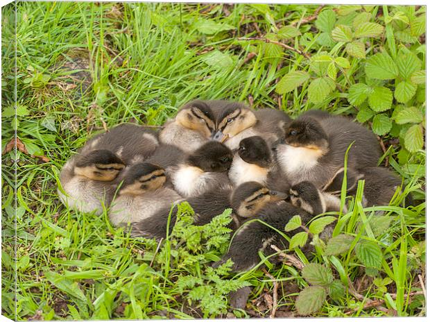 Ducklings Canvas Print by Victor Burnside