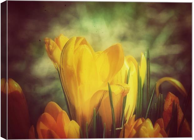 Crocus Canvas Print by Victor Burnside