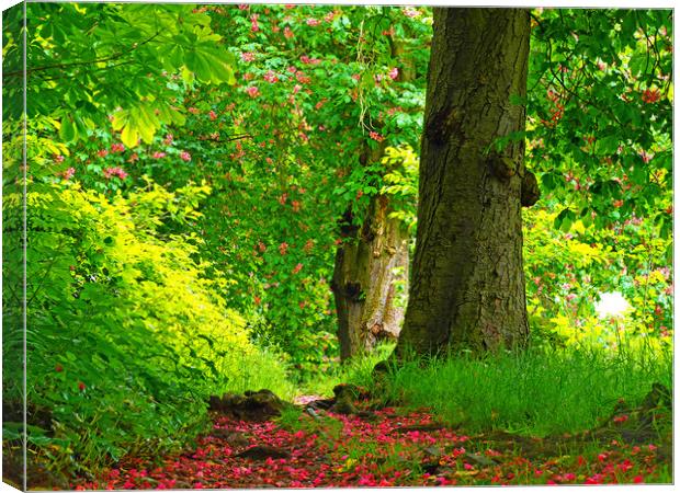 Woodland trail Canvas Print by Victor Burnside