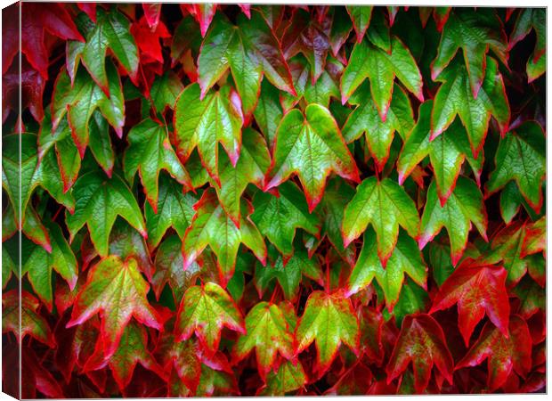 Ivy Canvas Print by Victor Burnside
