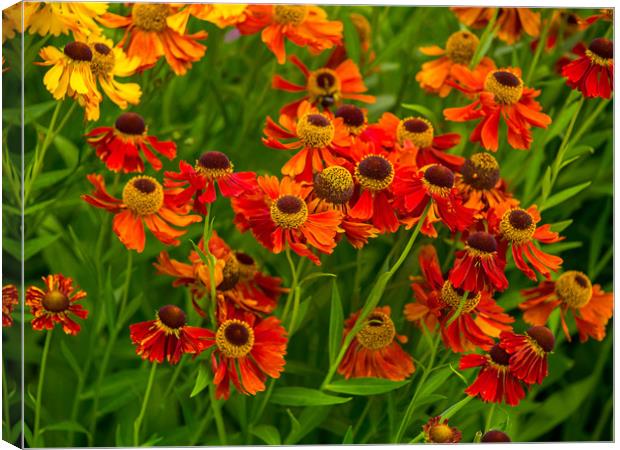 Helenium Canvas Print by Victor Burnside