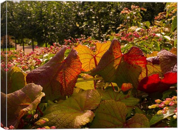 English Garden    Canvas Print by Victor Burnside