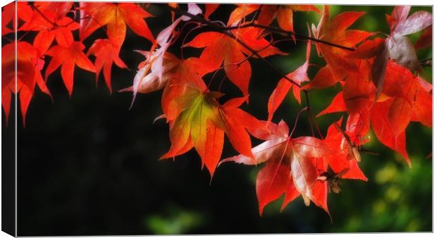 maple Canvas Print by Victor Burnside