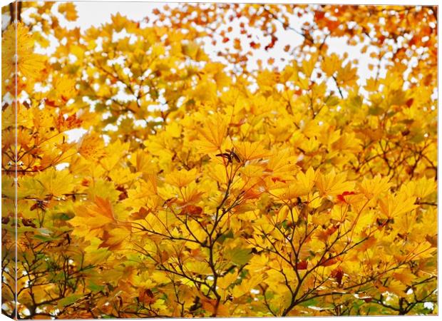 Autumn Leaves        Canvas Print by Victor Burnside