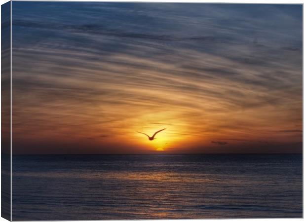 Seagull Sunset Canvas Print by Victor Burnside