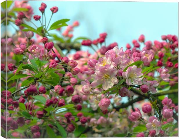 Crab Apple Blossom Canvas Print by Victor Burnside
