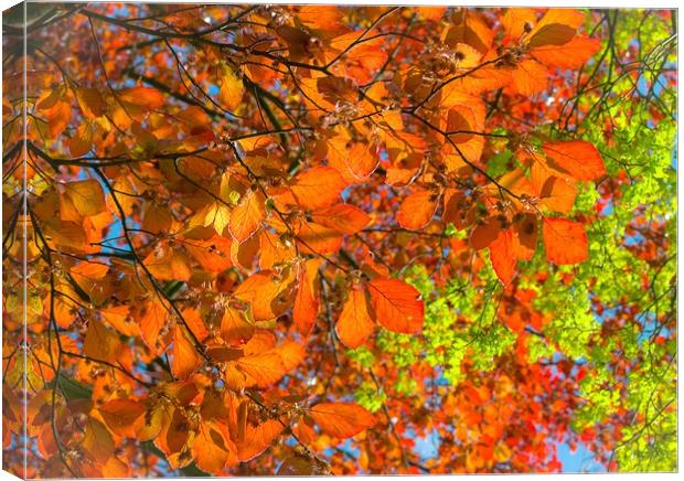 Copper Beech Canvas Print by Victor Burnside