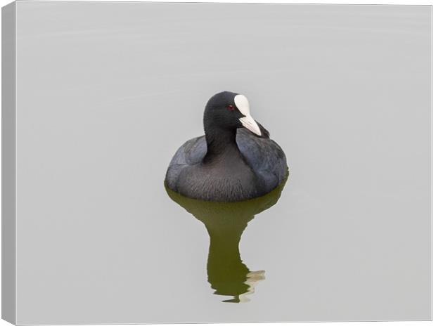 Coot Canvas Print by Victor Burnside