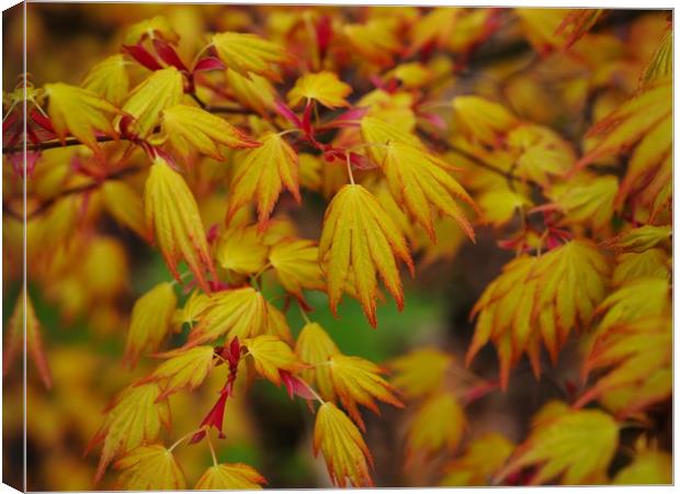 Maple Canvas Print by Victor Burnside